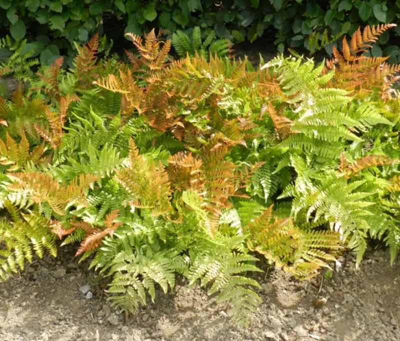 Autumn Fern