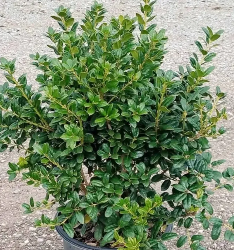 Dwarf Burford Holly