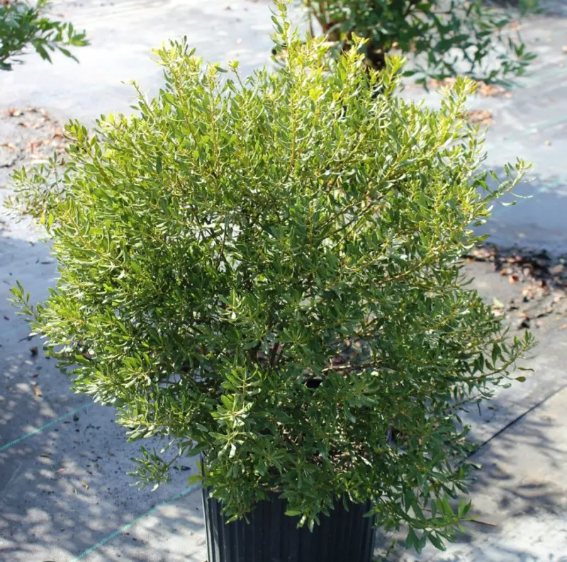 Dwarf Wax Myrtle