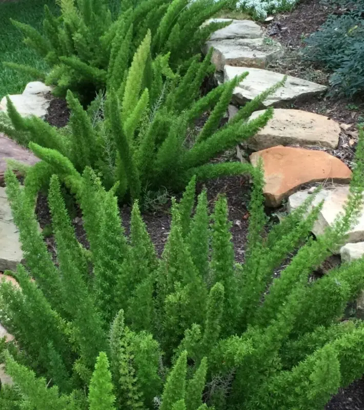 Foxtail Fern