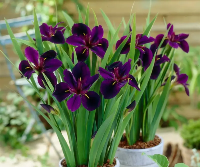 Louisiana Iris