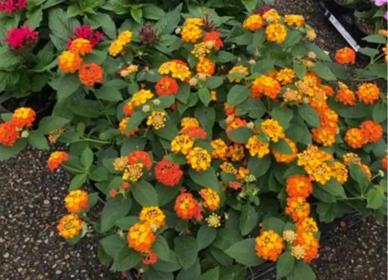 Lucky Lantana