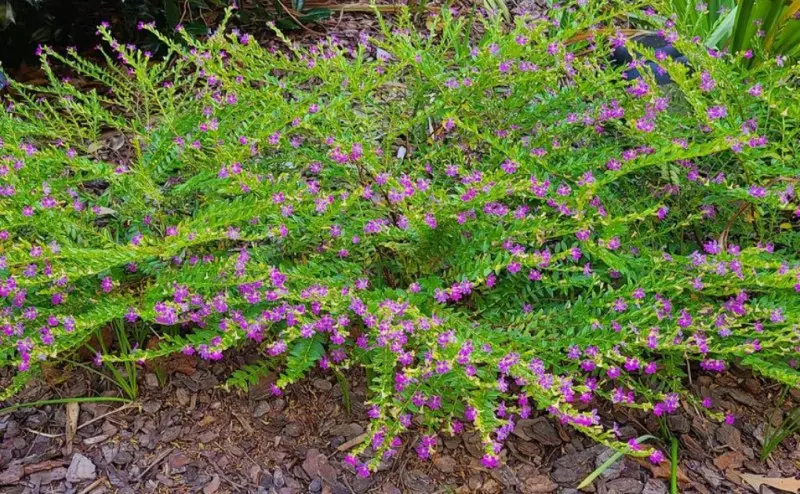 Mexican Heather