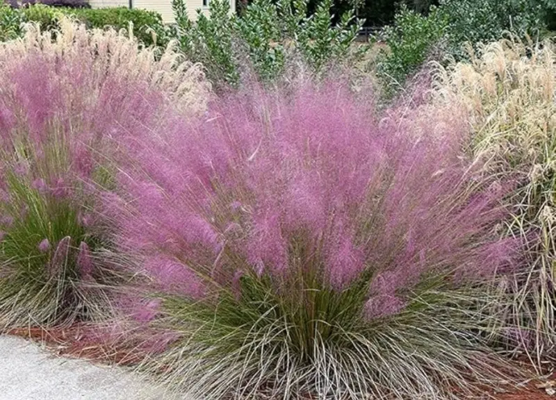 Pink Muhly Grass