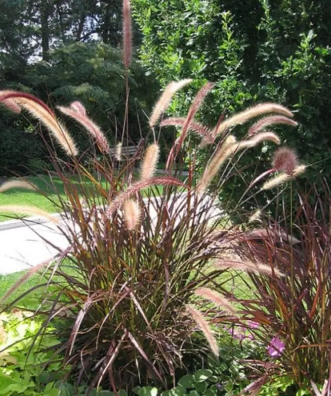 Purple Fountain Grass