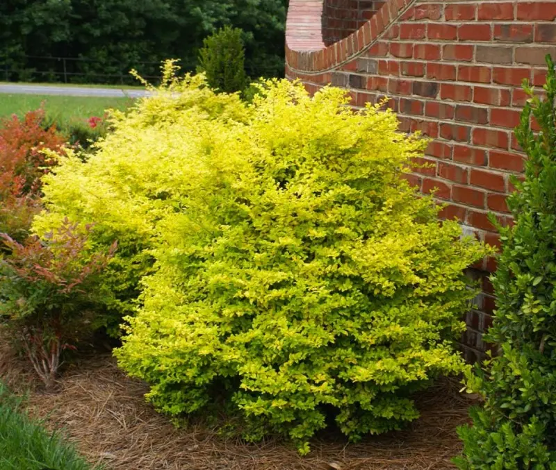 Sunshine Ligustrum