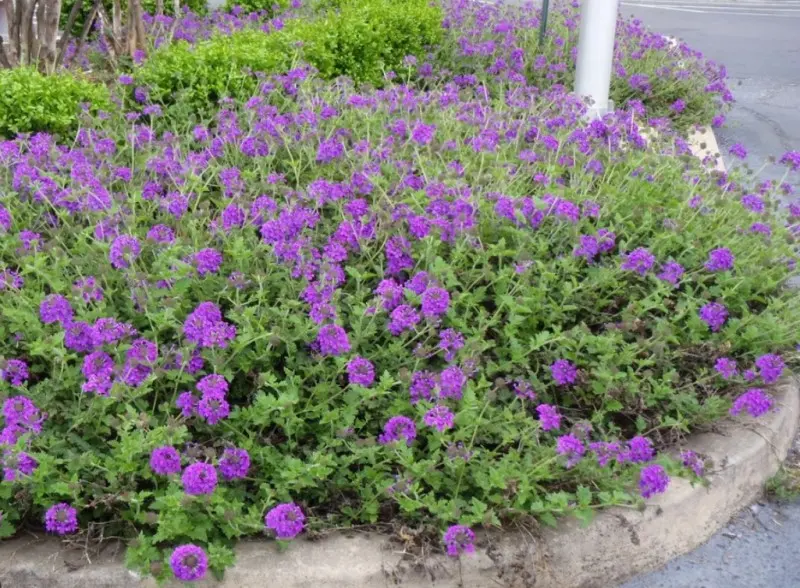 Verbena