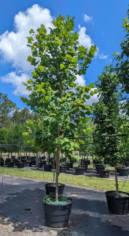 American Sycamore