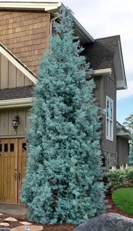 Blue Arizona Cypress