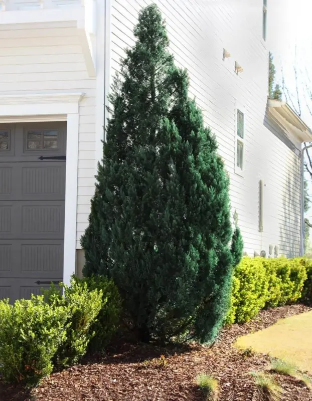 Blue Point Juniper