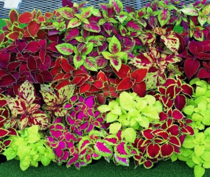 Coleus