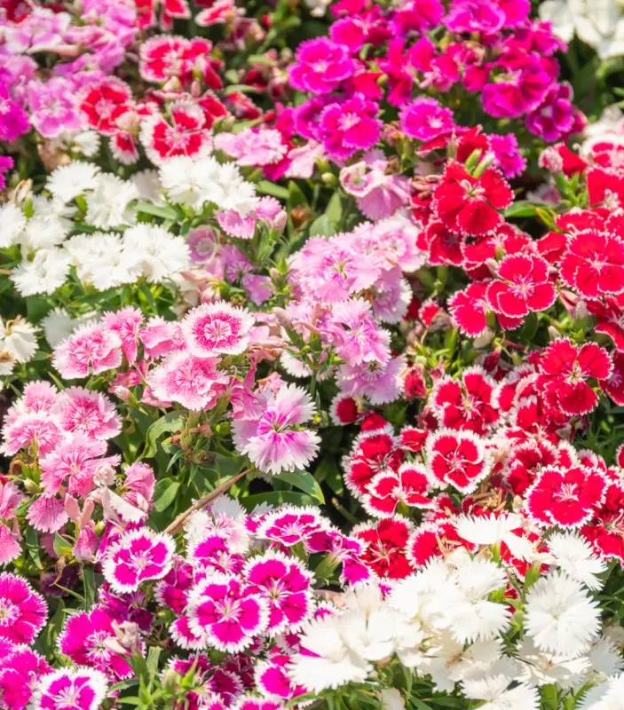 Dianthus