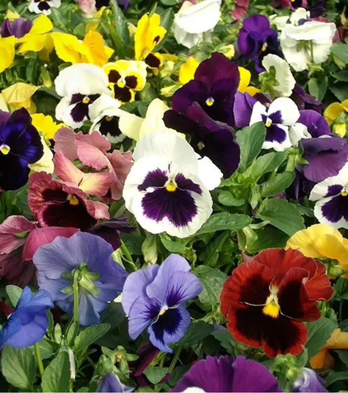 Pansies