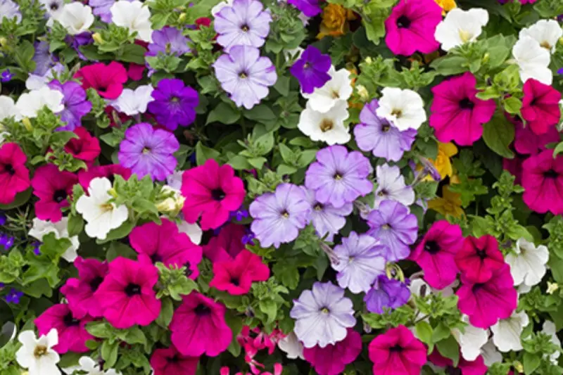 Petunias