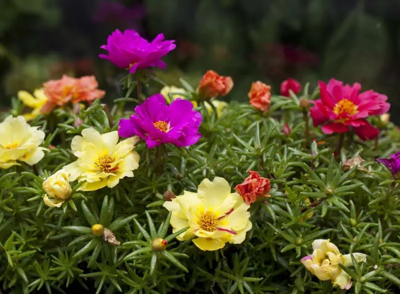 Portulacas