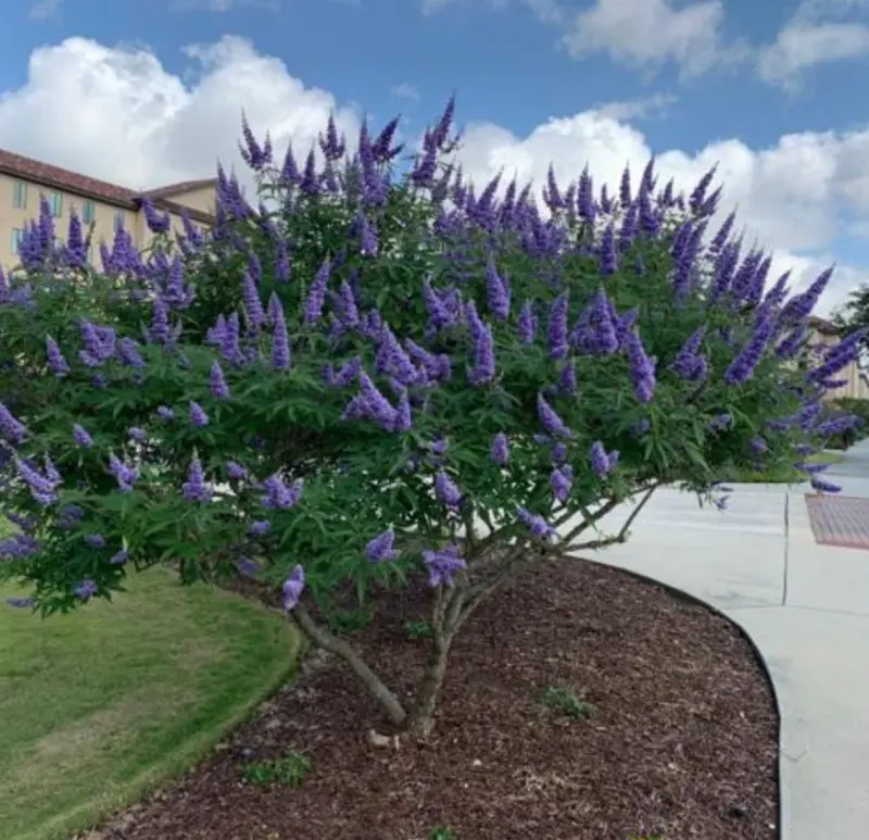 Purple Vitex