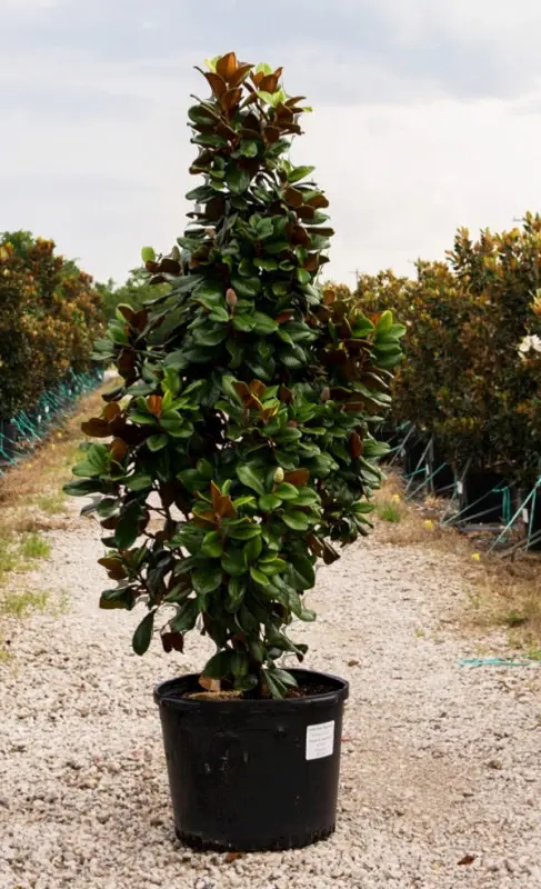 Teddy Bear Magnolia