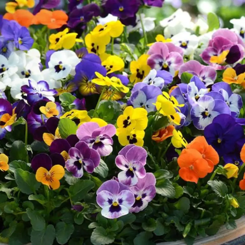 Violas