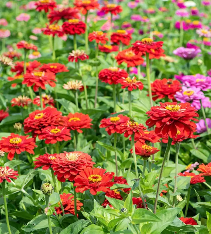 Zinnias